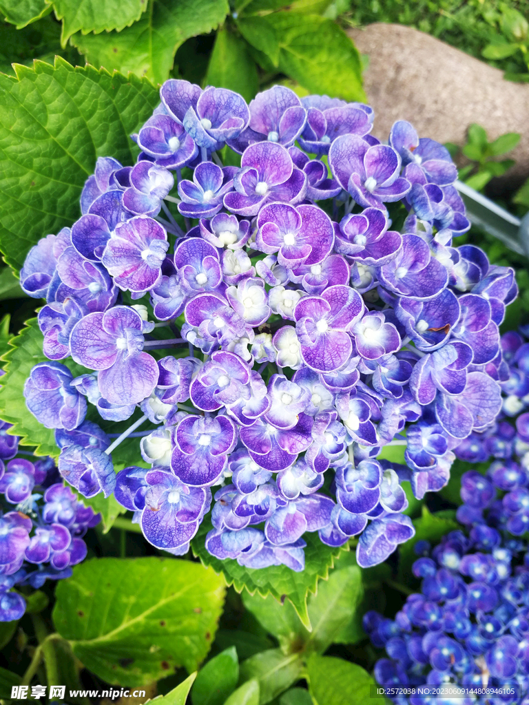 绣球花开