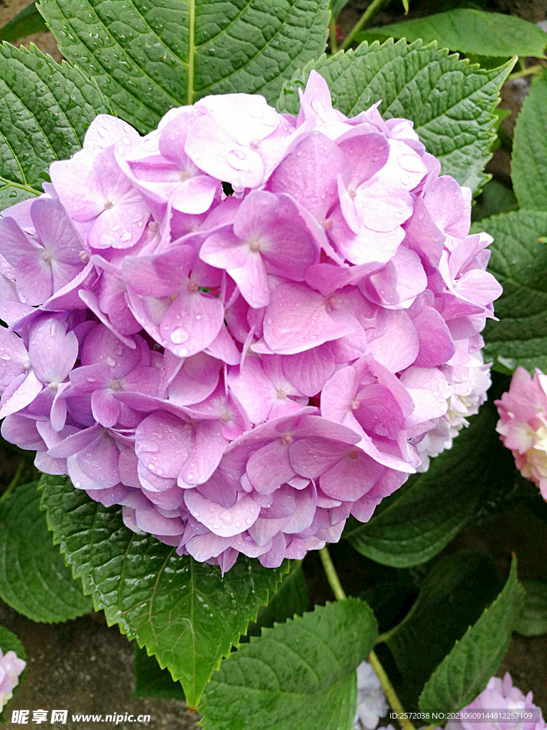 绣球花开
