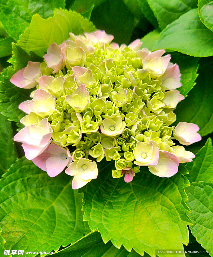 绣球花开