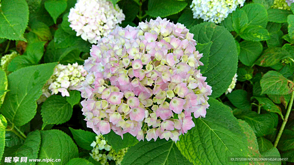 绣球花开