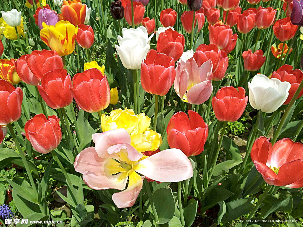 郁金香花开