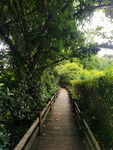 林间小道