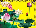 荷花 
