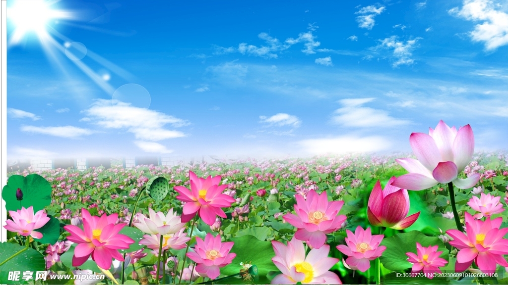 荷花