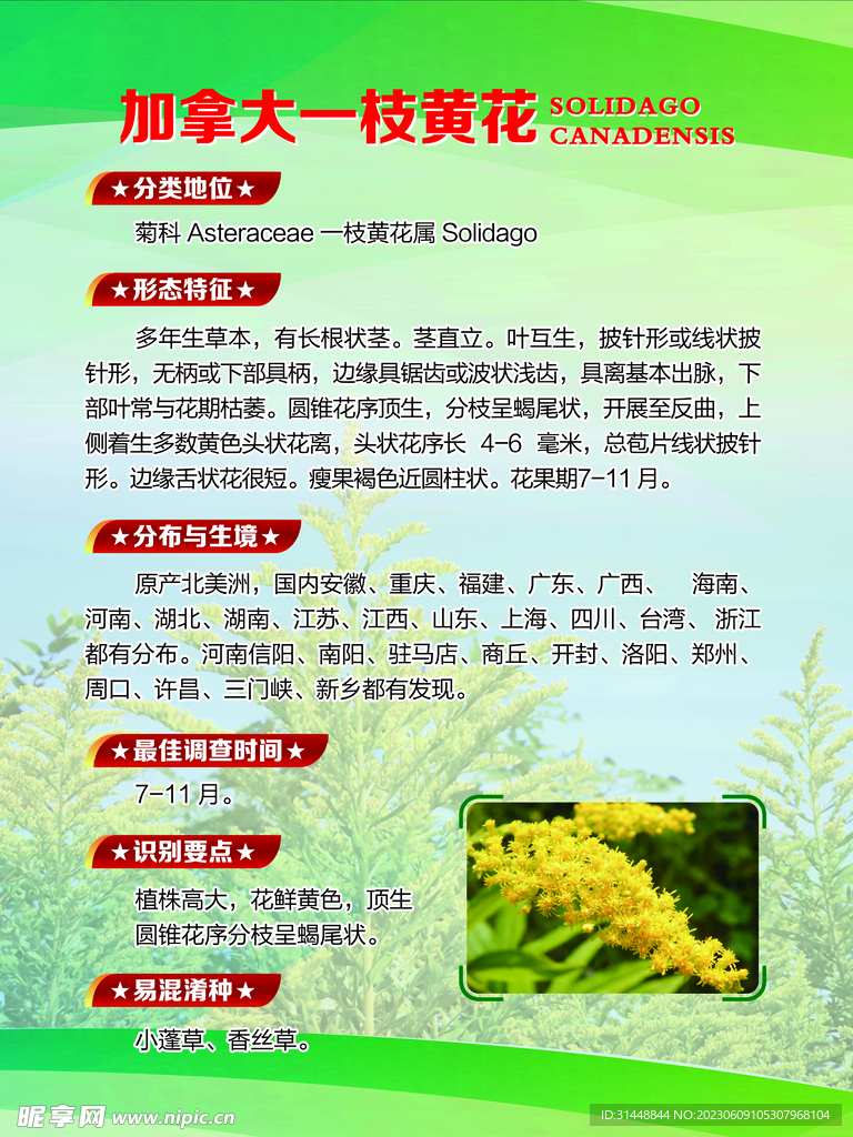 黄花