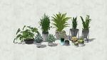盆栽植物模型