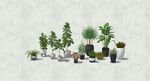 盆栽植物模型