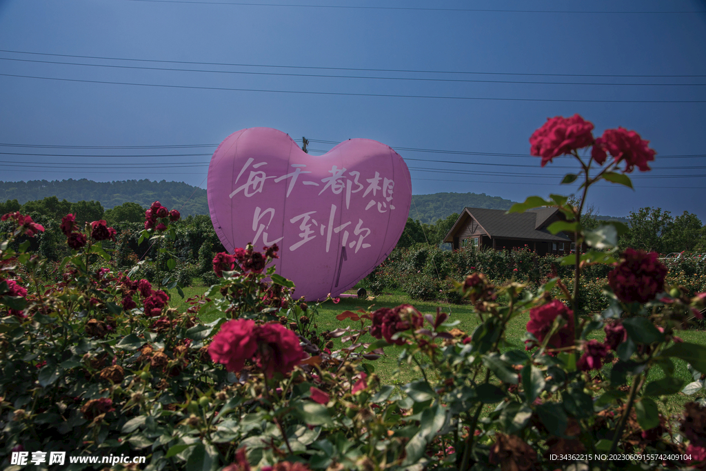 花星球 九龙湾花都  绣球 