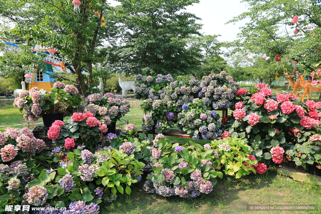 花星球 九龙湾花都