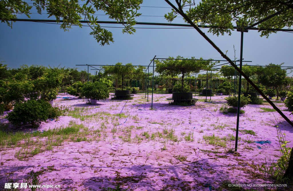 花星球  九龙湾花都