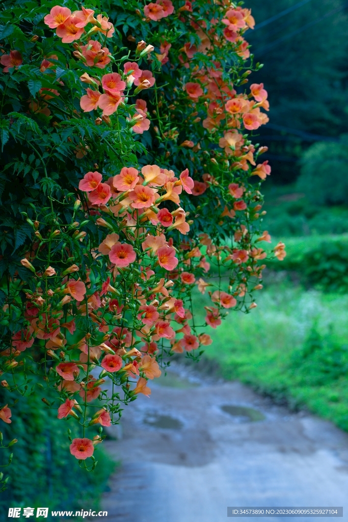 路旁野花