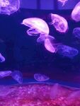 海洋生物
