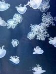 水母