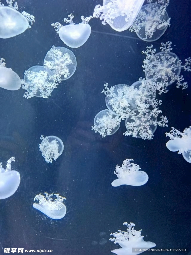 水母