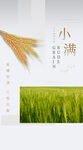 小清新传统24节气小满海报