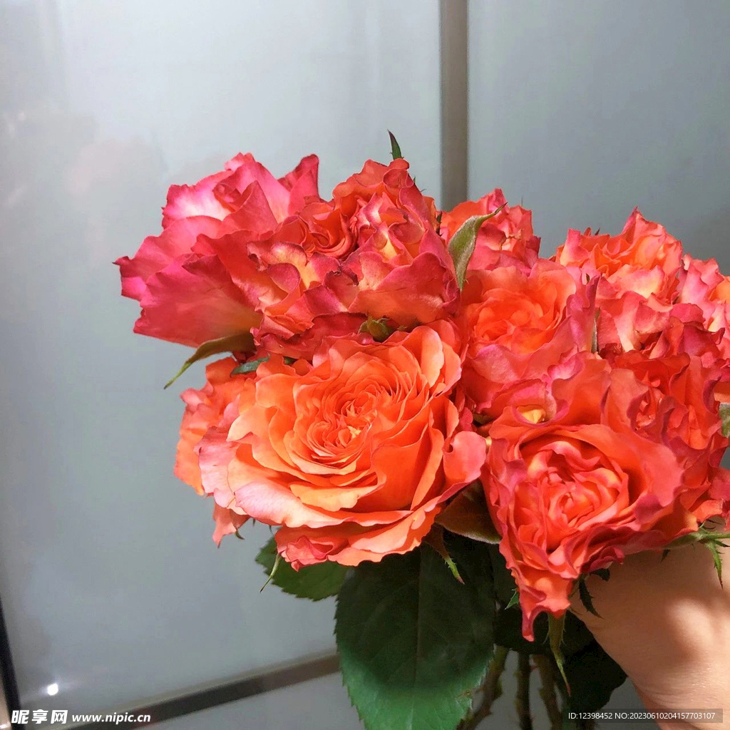 玫瑰花