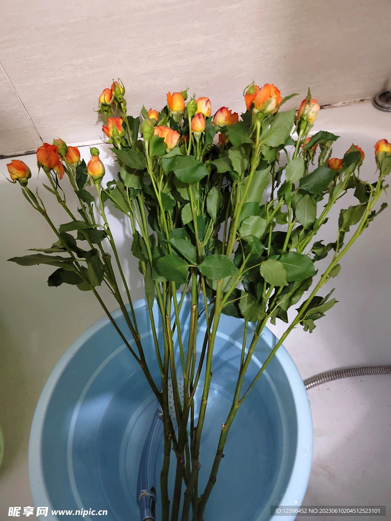 玫瑰