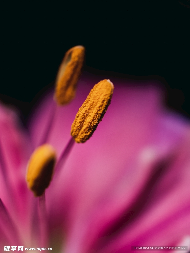 石蒜花