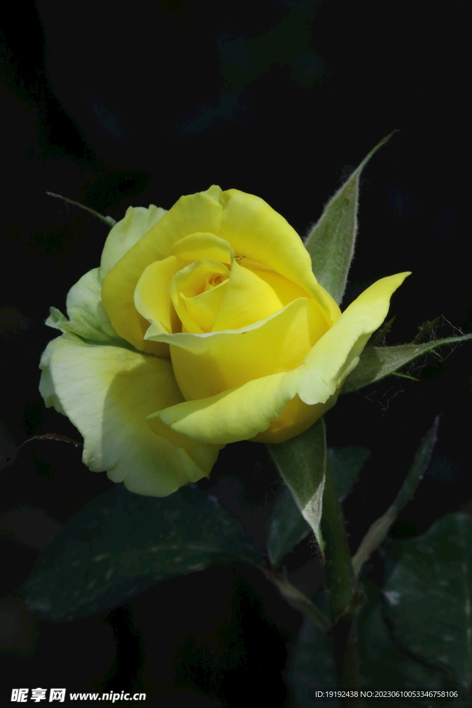月季花 