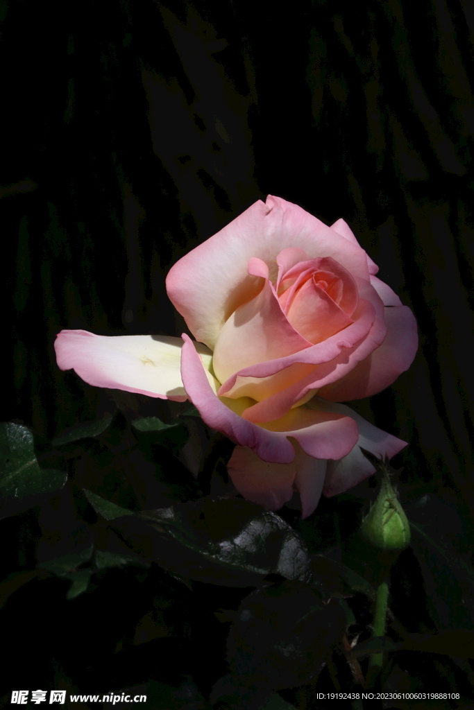 月季花 