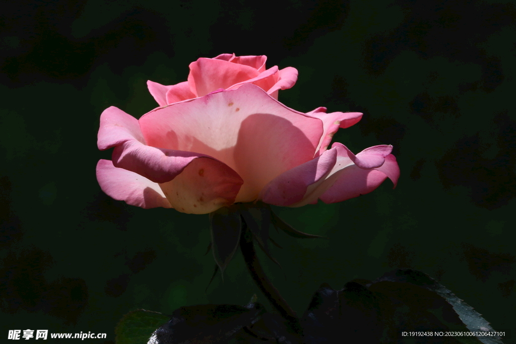 月季花