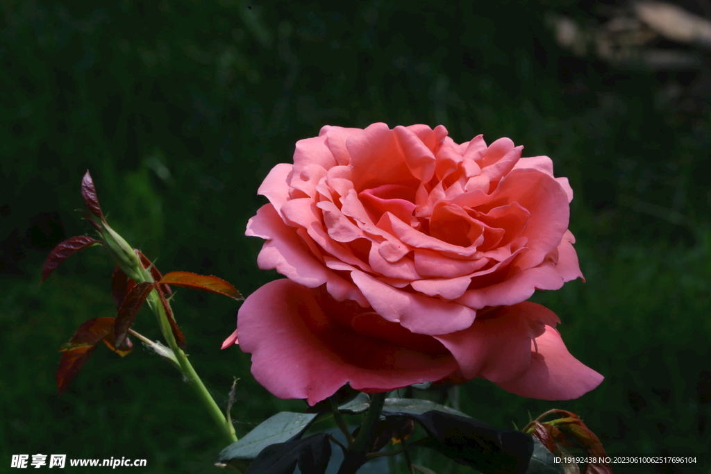 月季花 