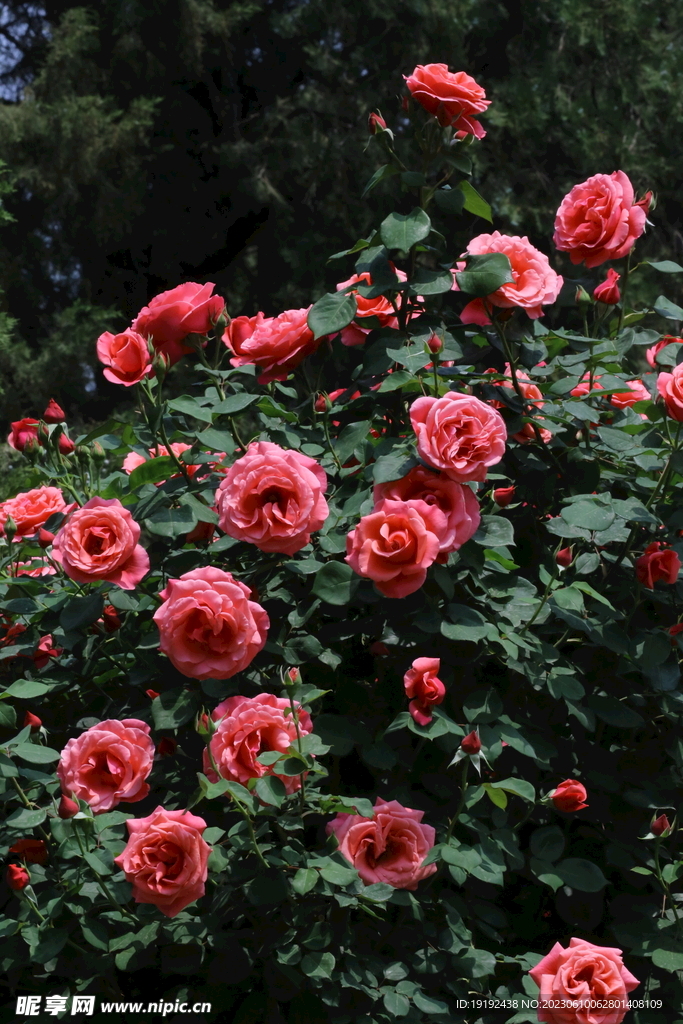 月季花 
