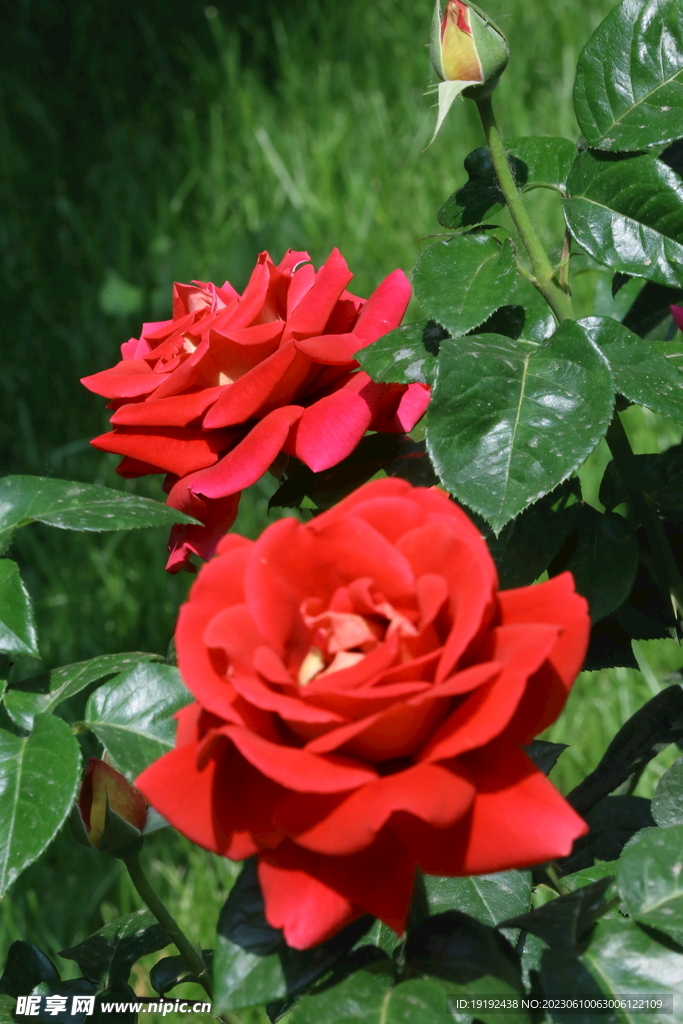 月季花