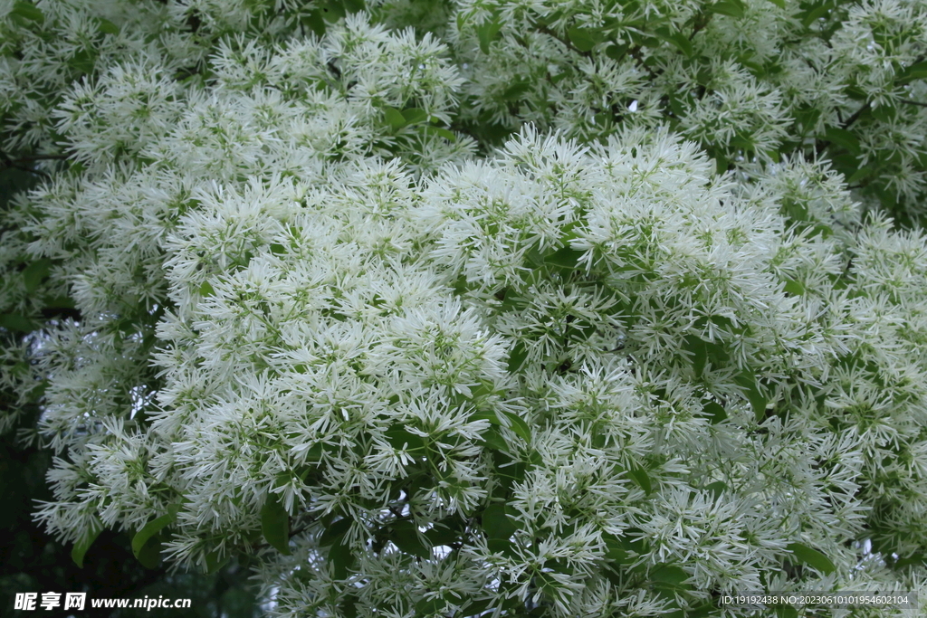 流苏树花