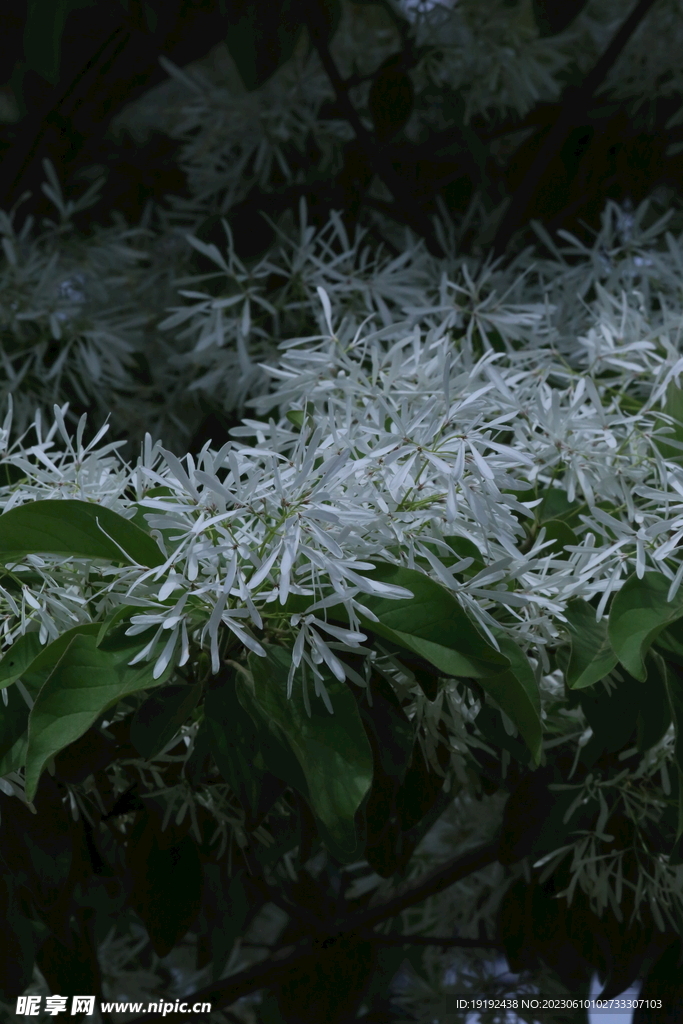 流苏树花 