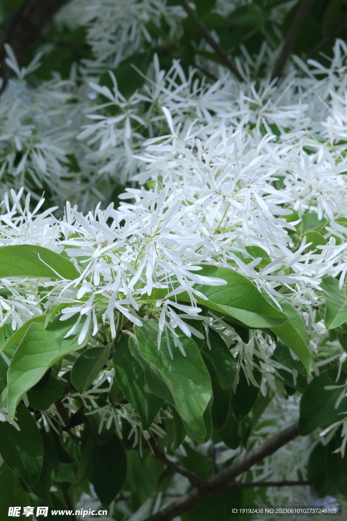 流苏树花 