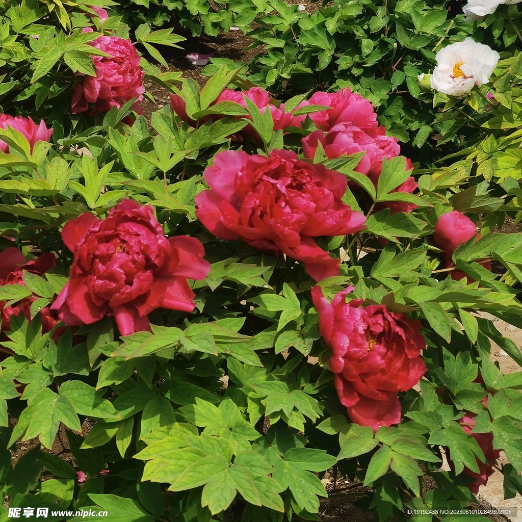 牡丹花 