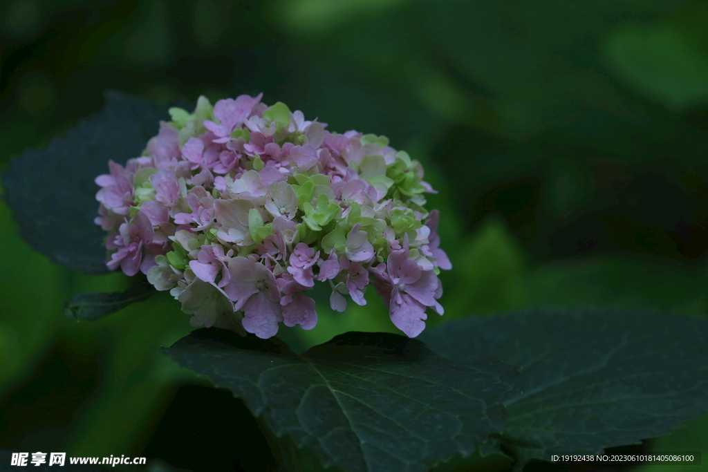 绣球花 