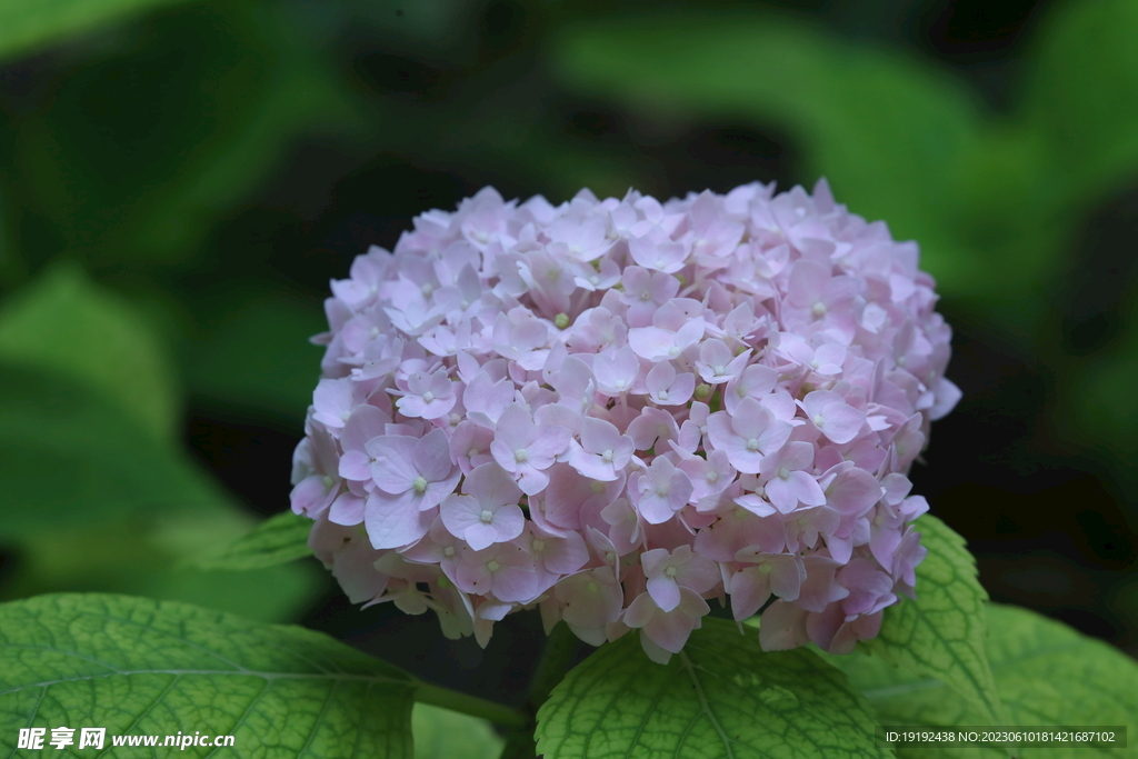 绣球花