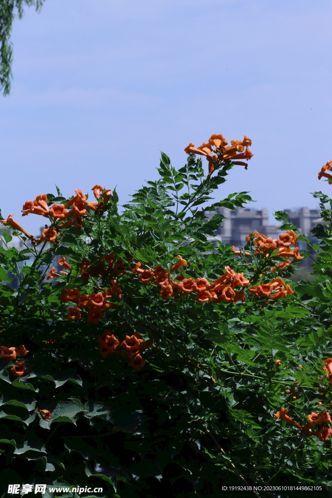 凌霄花 