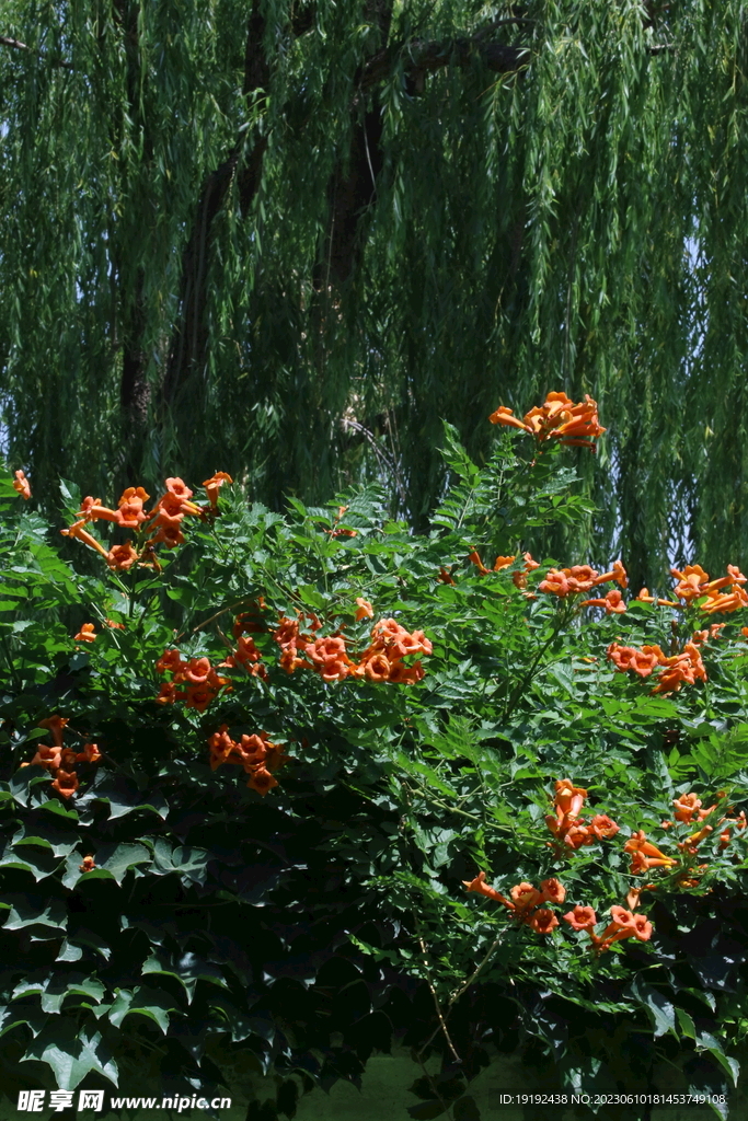 凌霄花