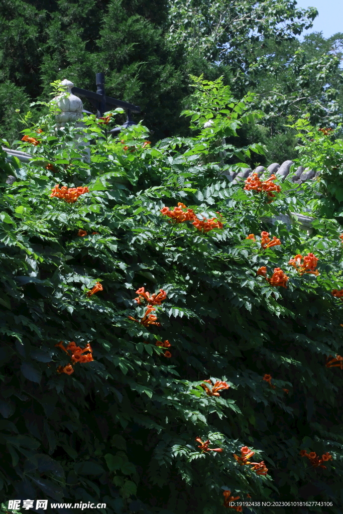 凌霄花 