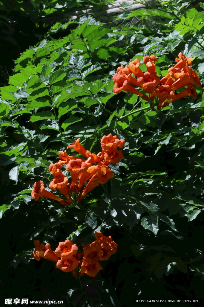 凌霄花  