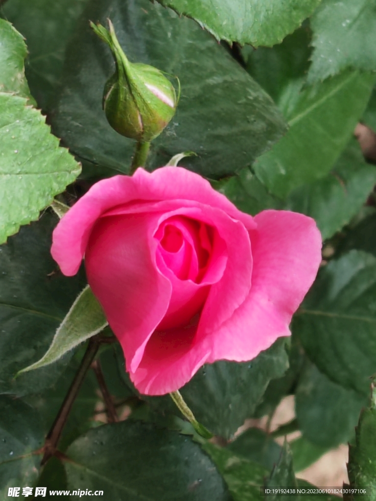 月季花