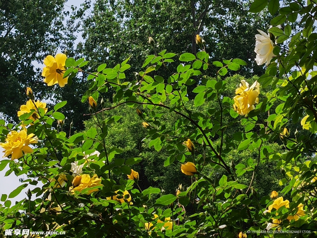 月季花