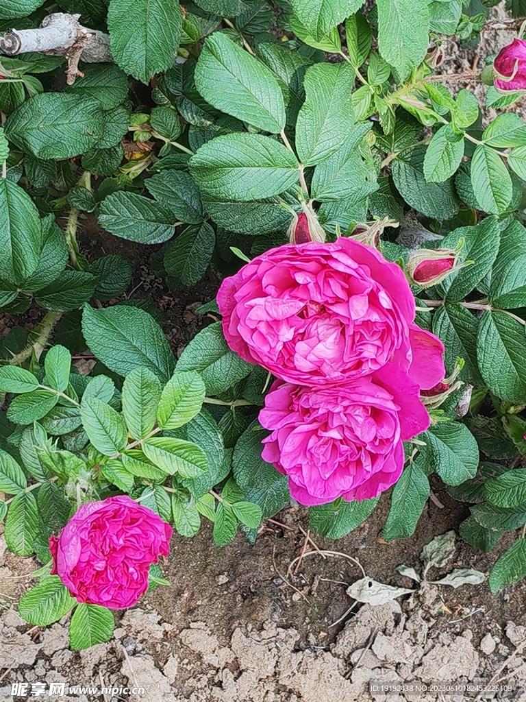 玫瑰花 