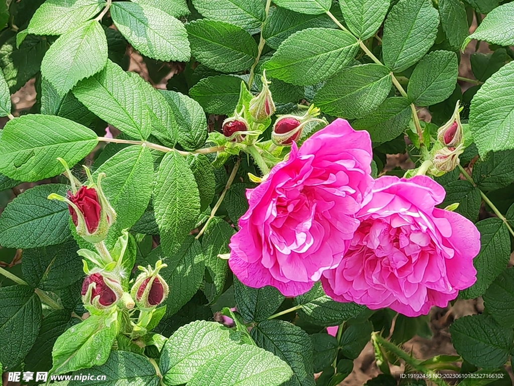 玫瑰花 