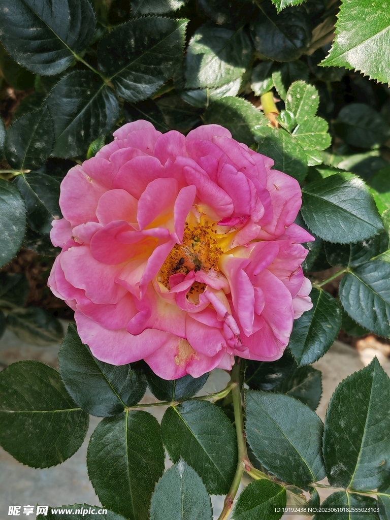 月季花 