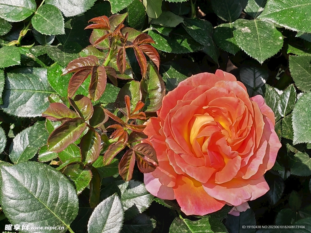 月季花