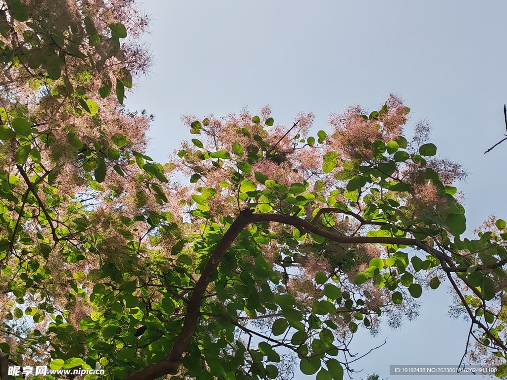 黄栌花