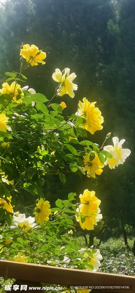 月季花