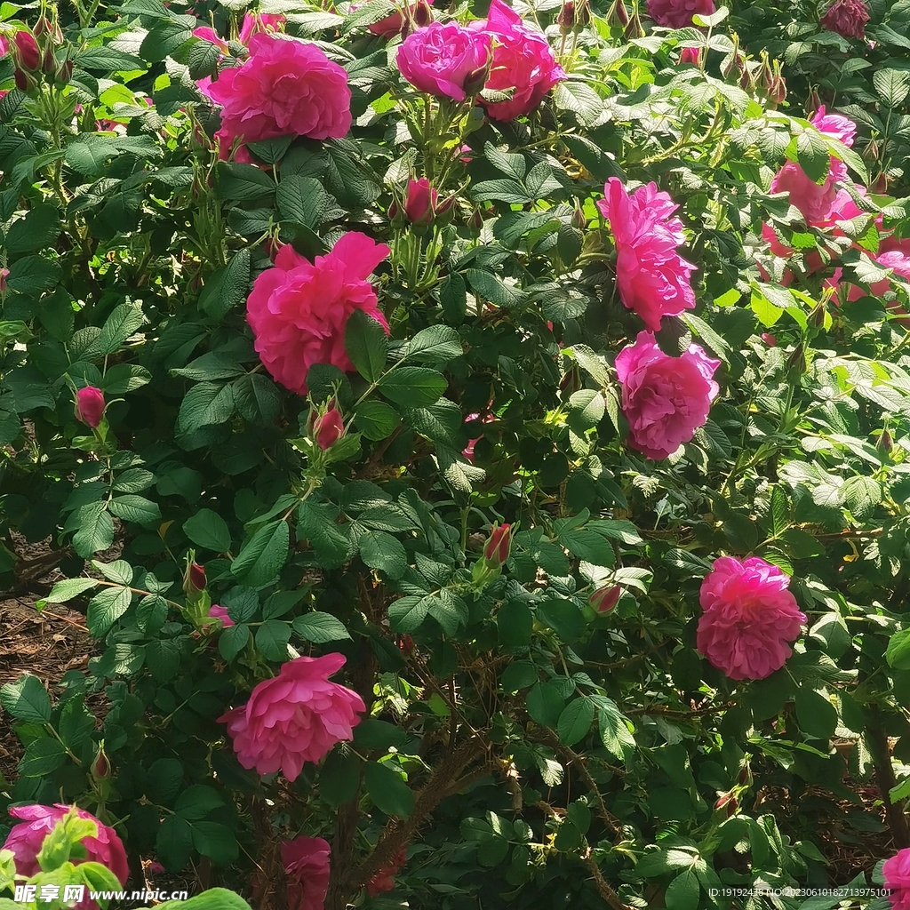 玫瑰花 