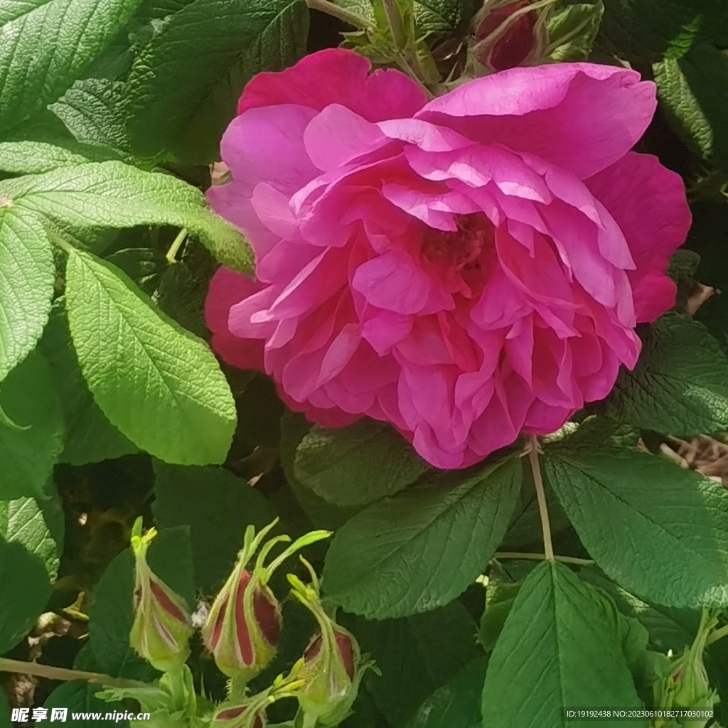 玫瑰花