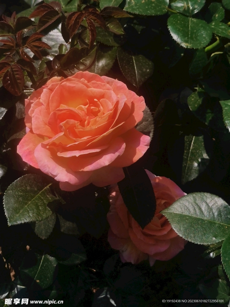 月季花
