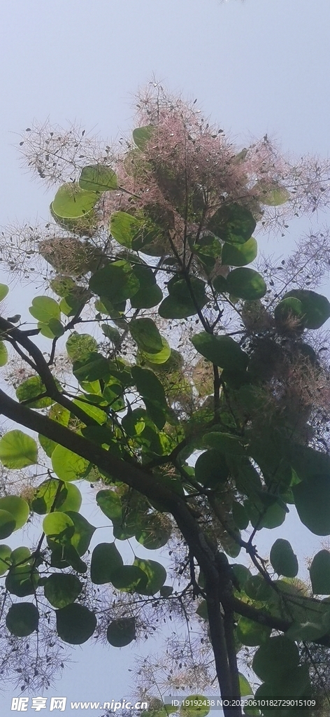 黄栌花